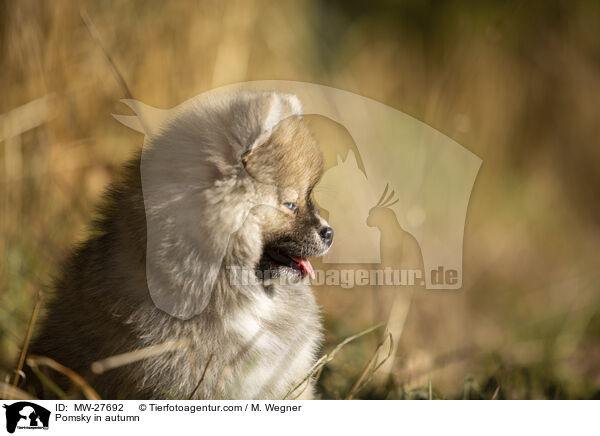 Pomsky in autumn / MW-27692
