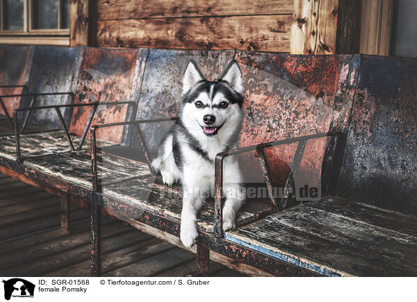 female Pomsky / SGR-01568