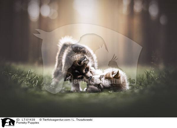 Pomsky Puppies / LT-01439