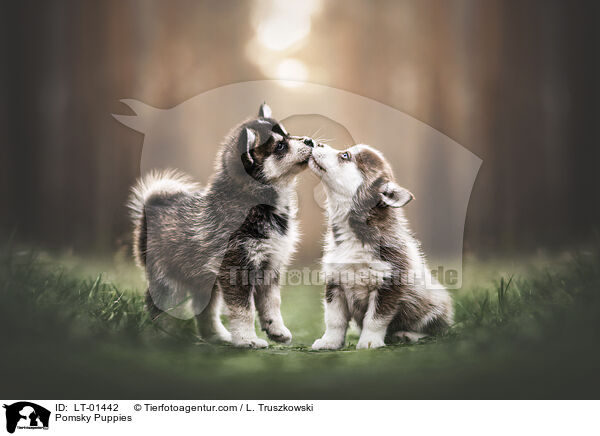 Pomsky Welpen / Pomsky Puppies / LT-01442