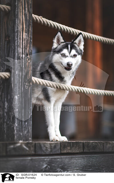 Pomsky Hndin / female Pomsky / SGR-01624