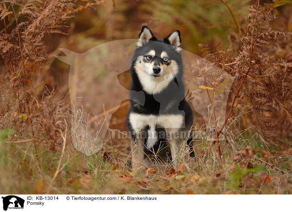 Pomsky / KB-13014