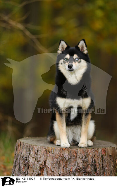 Pomsky / KB-13027