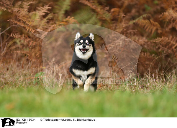 Pomsky / KB-13034