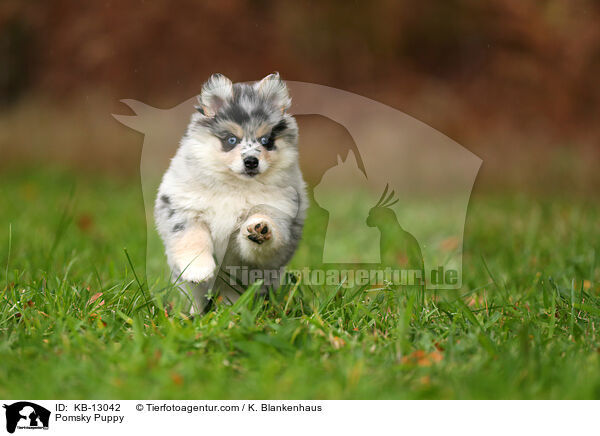 Pomsky Welpe / Pomsky Puppy / KB-13042