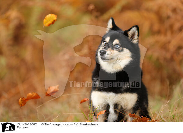 Pomsky / Pomsky / KB-13062