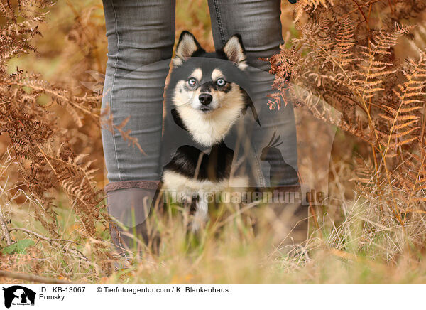 Pomsky / Pomsky / KB-13067