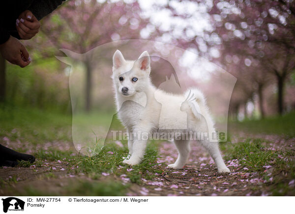 Pomsky / Pomsky / MW-27754