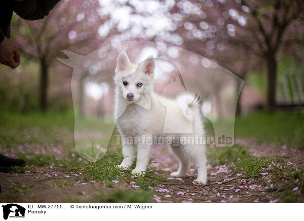Pomsky / Pomsky / MW-27755
