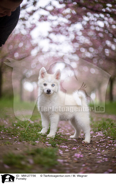 Pomsky / Pomsky / MW-27756
