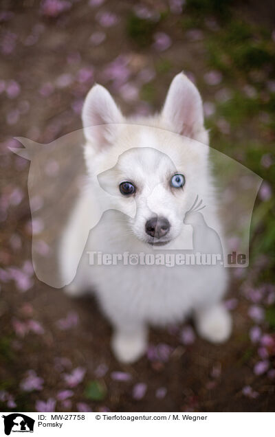 Pomsky / Pomsky / MW-27758