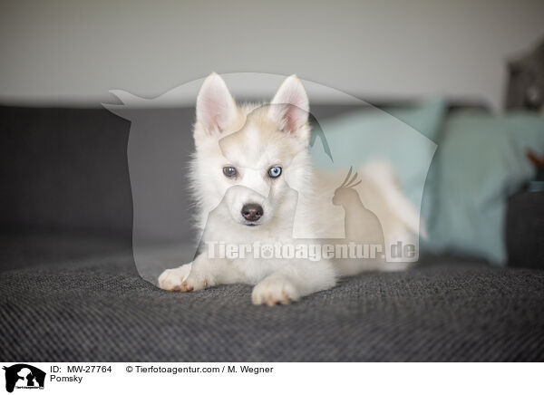 Pomsky / Pomsky / MW-27764