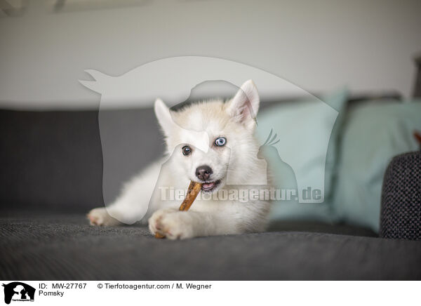 Pomsky / Pomsky / MW-27767