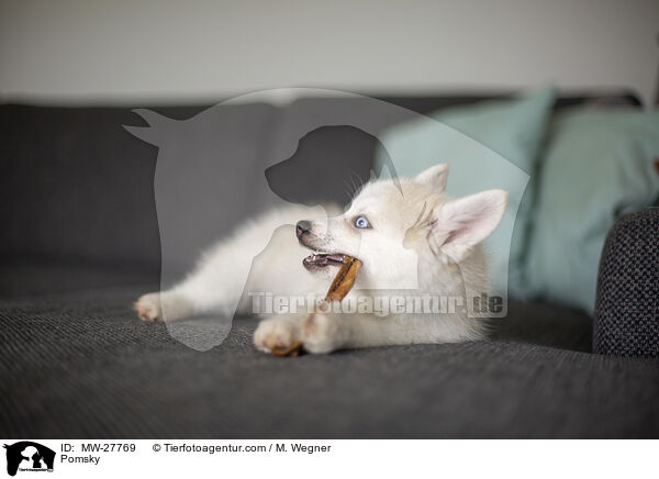 Pomsky / Pomsky / MW-27769