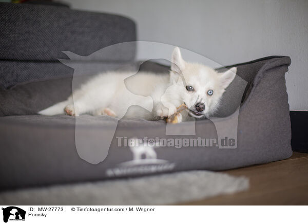 Pomsky / Pomsky / MW-27773