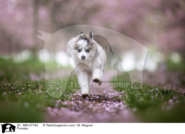 Pomsky / MW-27780