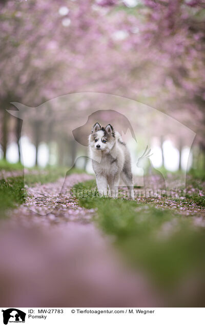 Pomsky / Pomsky / MW-27783