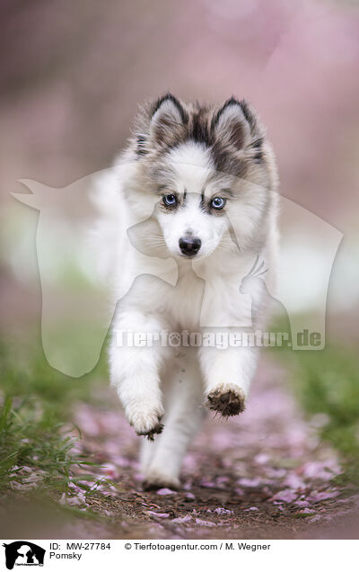 Pomsky / Pomsky / MW-27784