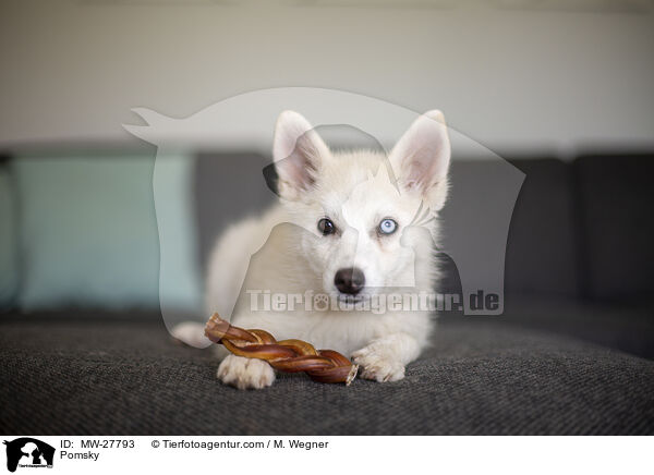 Pomsky / Pomsky / MW-27793