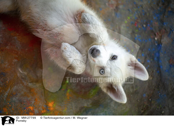 Pomsky / Pomsky / MW-27799
