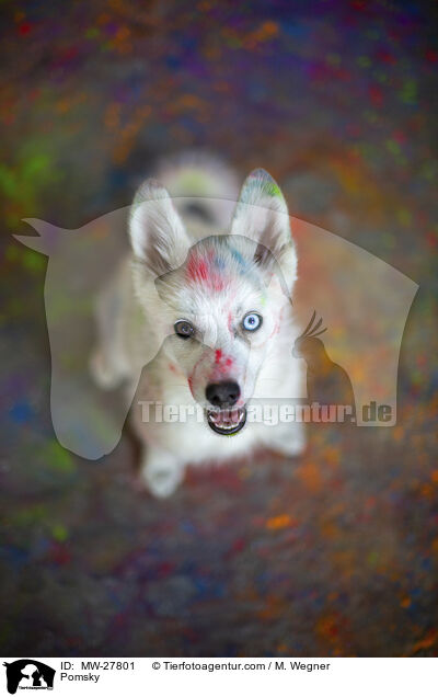 Pomsky / Pomsky / MW-27801