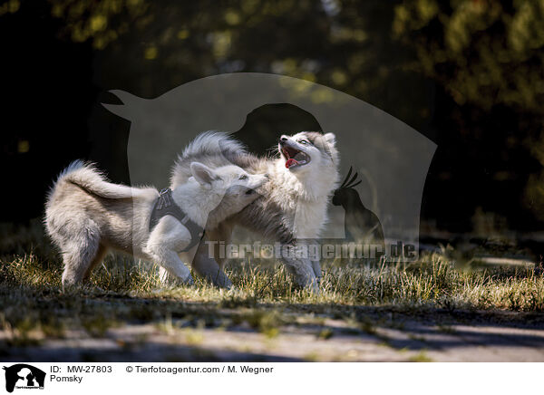 Pomsky / MW-27803