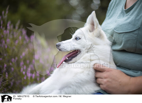 Pomsky / Pomsky / MW-27810