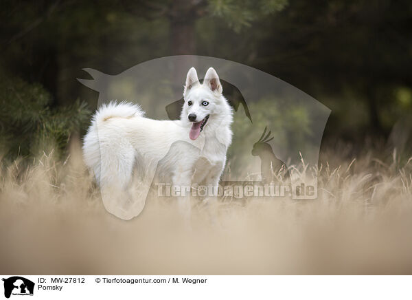 Pomsky / Pomsky / MW-27812