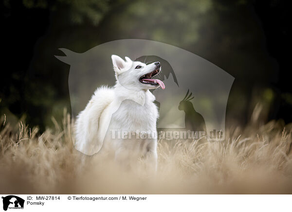 Pomsky / MW-27814