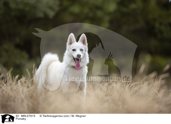 Pomsky / MW-27815