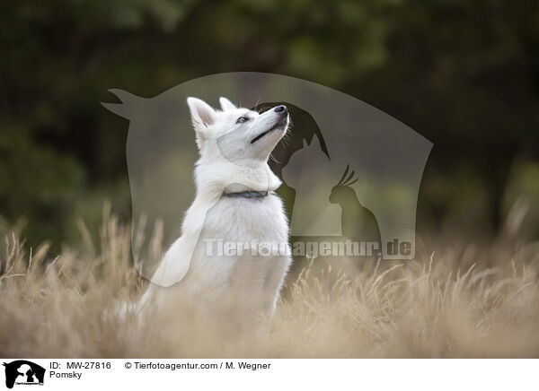 Pomsky / MW-27816