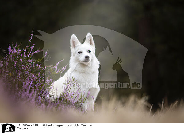 Pomsky / Pomsky / MW-27818