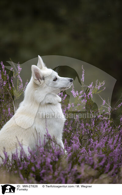 Pomsky / Pomsky / MW-27826