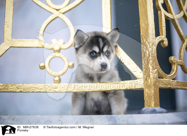 Pomsky / MW-27838