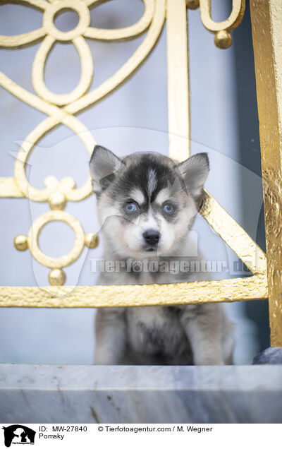 Pomsky / MW-27840