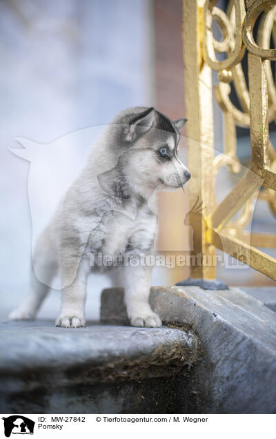 Pomsky / MW-27842
