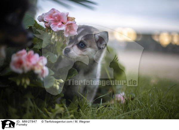 Pomsky / Pomsky / MW-27847
