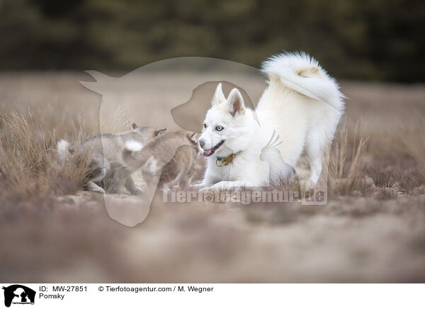 Pomsky / MW-27851