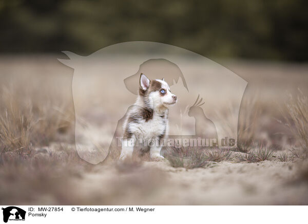 Pomsky / Pomsky / MW-27854