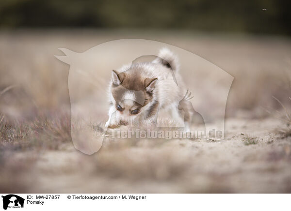 Pomsky / MW-27857