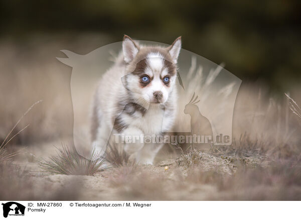 Pomsky / Pomsky / MW-27860