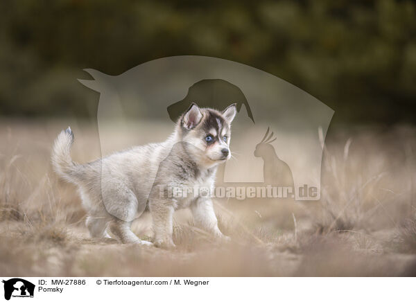 Pomsky / Pomsky / MW-27886