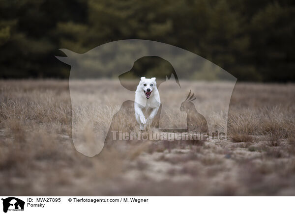 Pomsky / Pomsky / MW-27895
