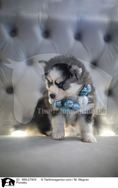Pomsky / Pomsky / MW-27904