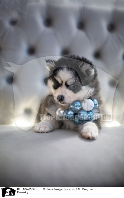 Pomsky / Pomsky / MW-27905
