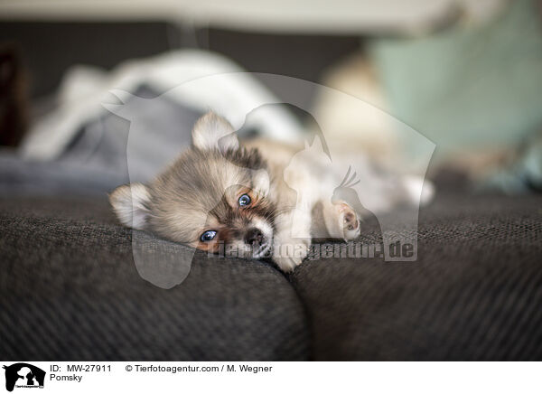 Pomsky / Pomsky / MW-27911