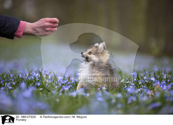 Pomsky / MW-27929