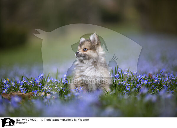 Pomsky / MW-27930