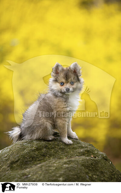 Pomsky / Pomsky / MW-27939