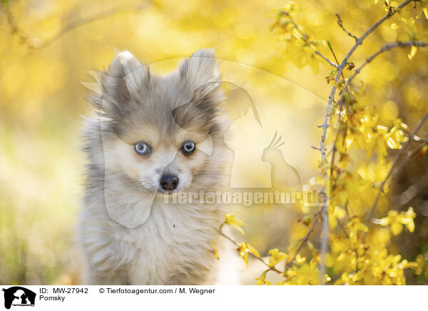 Pomsky / Pomsky / MW-27942
